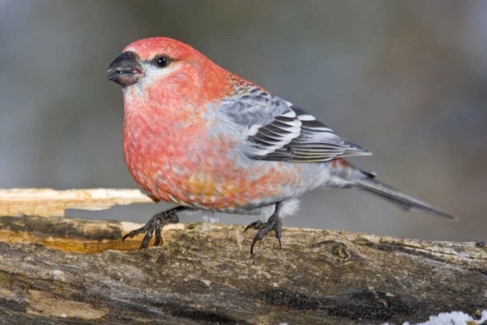 Colorado, Frisco Male pine grosbeak bird on log art print by Fred Lord for $57.95 CAD