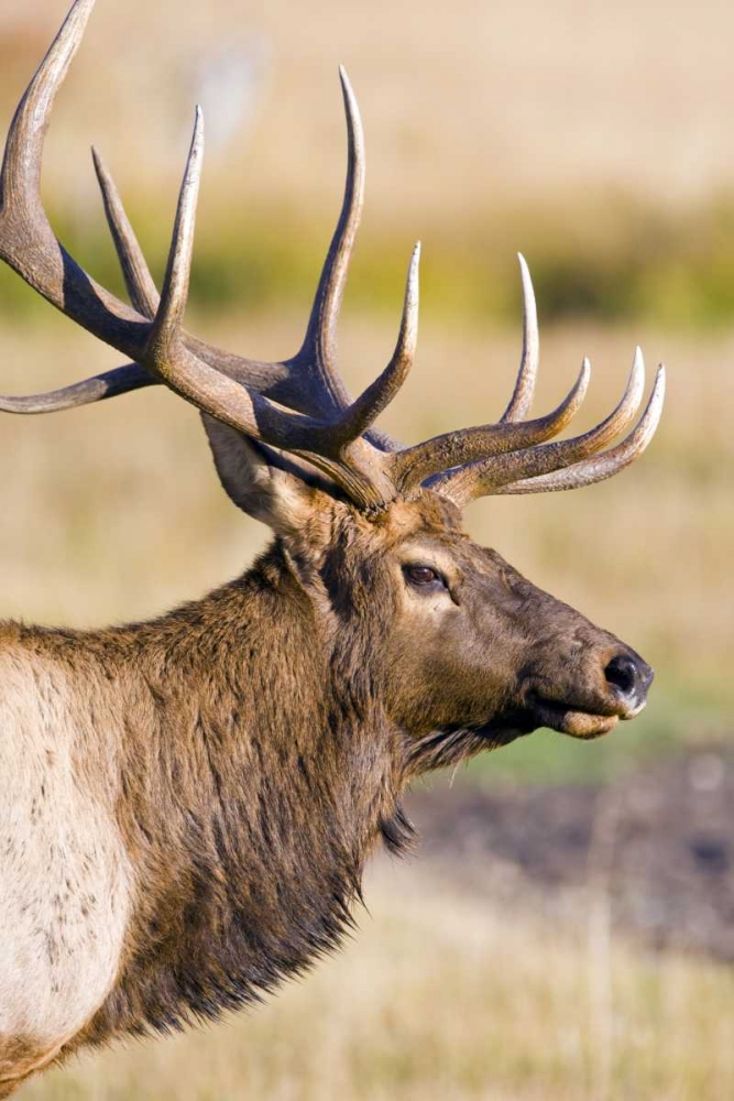CO, Rocky Mts Bull elk with full rack of antlers art print by Fred Lord for $57.95 CAD