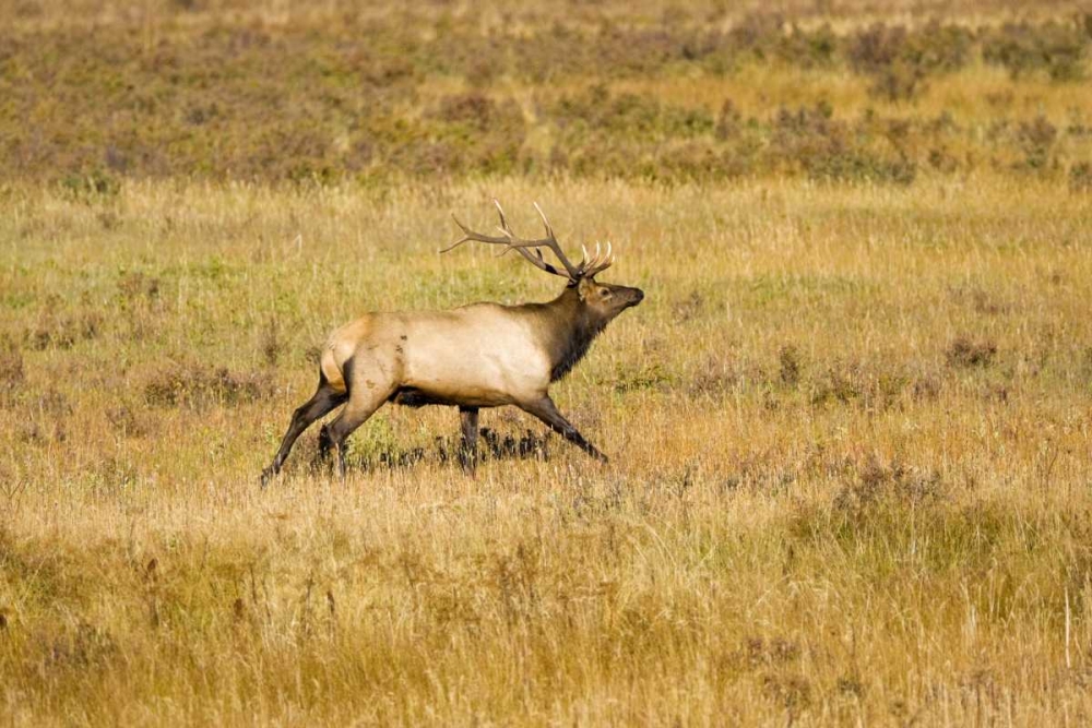 CO, Rocky Mts Bull elk with full rack of antlers art print by Fred Lord for $57.95 CAD