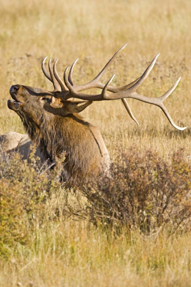 CO, Rocky Mts Bull elk rests in grassy field art print by Fred Lord for $57.95 CAD