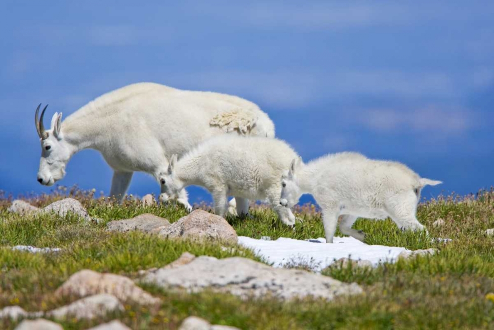 CO, Mount Evans Mountain goat with two kids art print by Fred Lord for $57.95 CAD