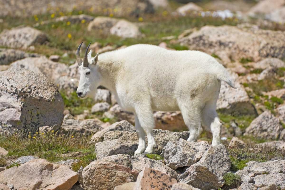 CO, Mt Evans Mountain goat standing on rocks art print by Fred Lord for $57.95 CAD