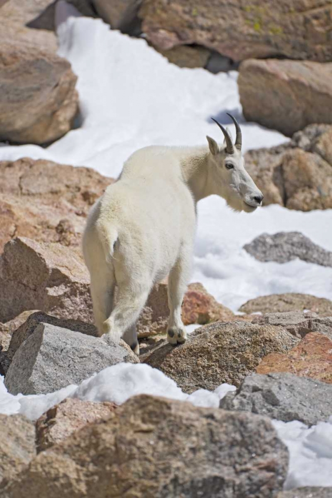 CO, Mount Evans Mountain goat standing on rocks art print by Fred Lord for $57.95 CAD