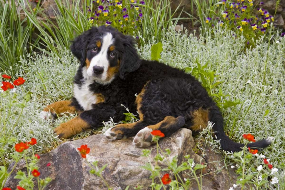 CO, Breckenridge Female Bernese Mountain Dog art print by Fred Lord for $57.95 CAD