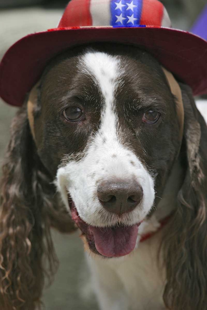CO, Frisco Dog in a July Fourth parade art print by Fred Lord for $57.95 CAD