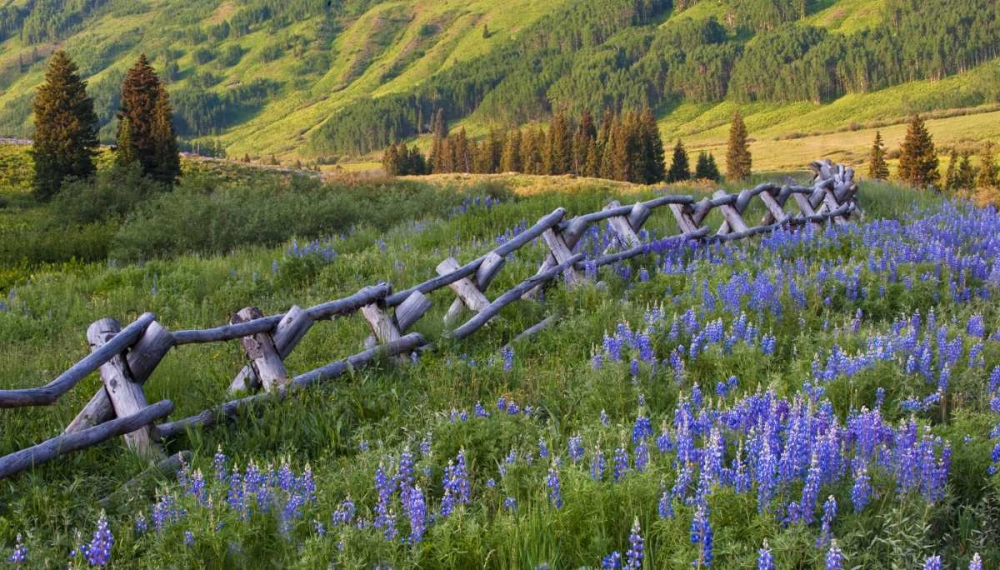 CO, Crested Butte Fence in a mountain valley art print by Nancy Rotenberg for $57.95 CAD