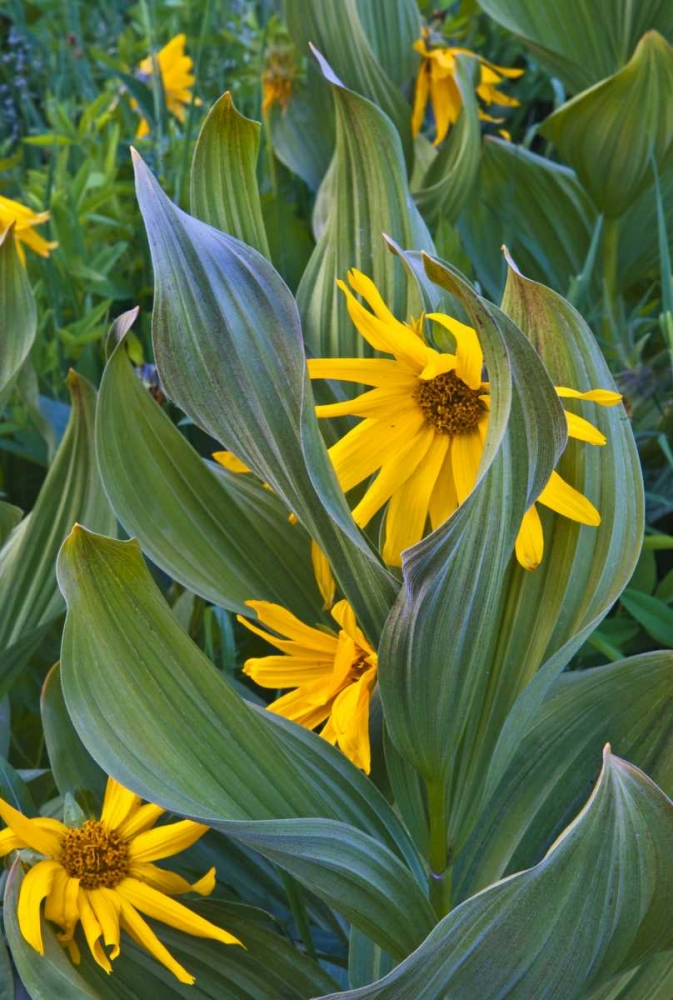 CO, Crested Butte Corn lilies and sunflowers art print by Nancy Rotenberg for $57.95 CAD