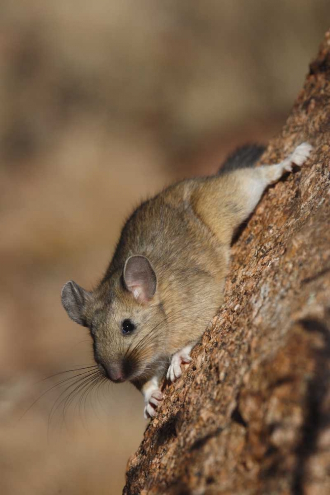 CO, Pike NF Bushy-tailed woodrat on a tree art print by Don Grall for $57.95 CAD