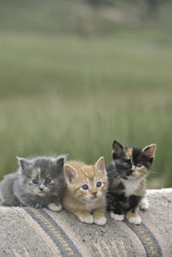 CO, Divide Barn kittens pose on a horse blanket art print by Don Grall for $57.95 CAD