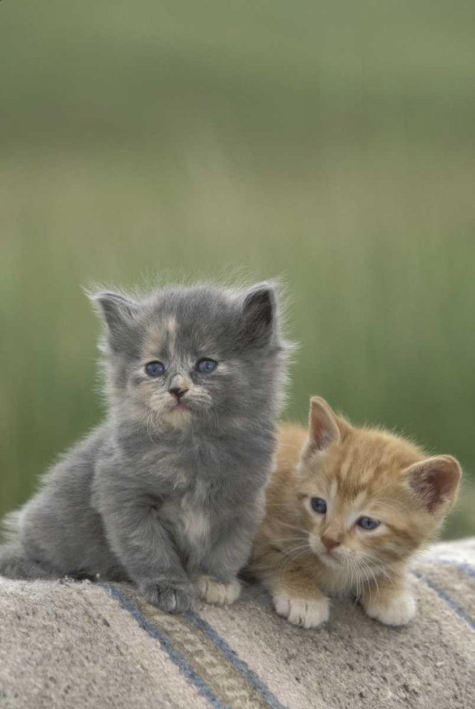 CO, Divide Barn kittens pose on a horse blanket art print by Don Grall for $57.95 CAD