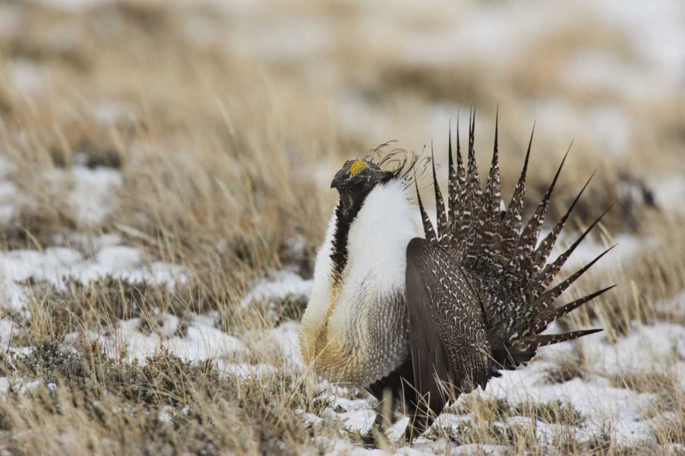 CO, North Park Greater sage grouse in display art print by Don Grall for $57.95 CAD