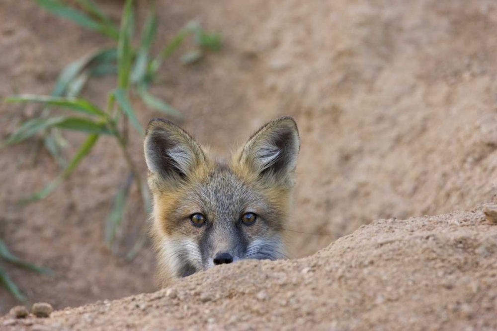 Colorado, Pike NF Shy red fox kit near den site art print by Don Grall for $57.95 CAD