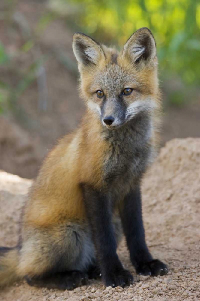 Colorado, Pike NF Red fox kit near den site art print by Don Grall for $57.95 CAD