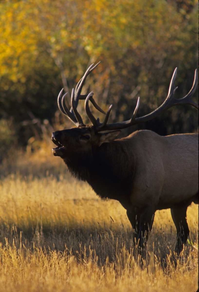 Colorado, Rocky Mountain NP Bull elk bugling art print by Cathy and Gordon Illg for $57.95 CAD