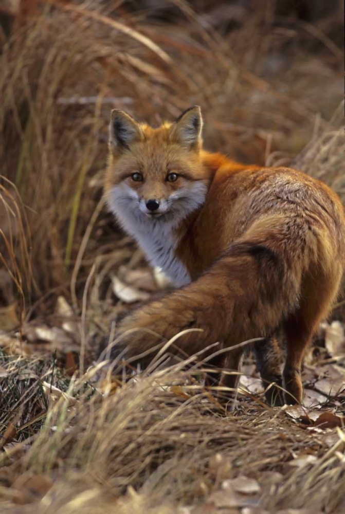 Colorado, Jefferson County Close-up of red fox art print by Cathy and Gordon Illg for $57.95 CAD