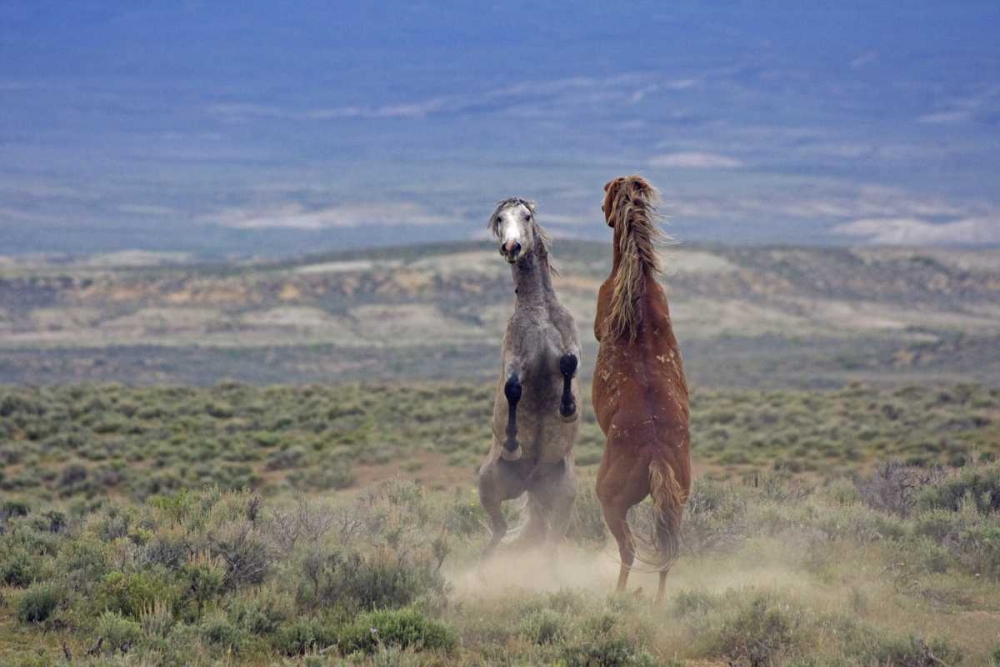 Colorado, Moffat County Two wild horses fighting art print by Cathy and Gordon Illg for $57.95 CAD