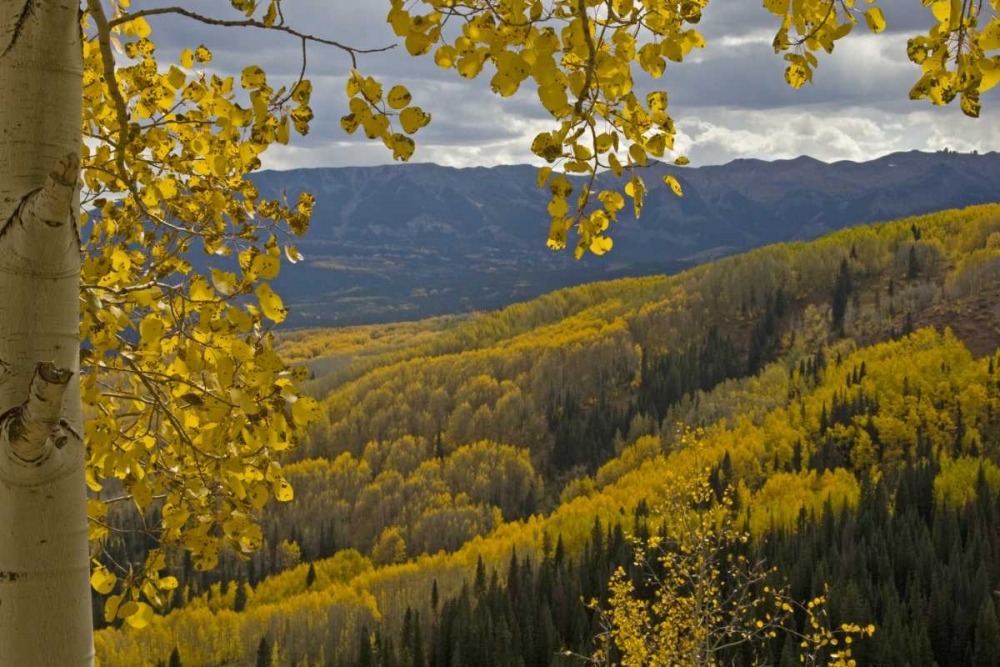 Colorado, Gunnison NF Fall color below Ohio Pass art print by Cathy and Gordon Illg for $57.95 CAD