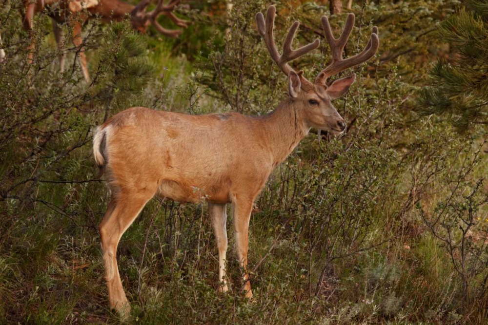 CO, Pike NF Mule deer buck with velvet antlers art print by Don Grall for $57.95 CAD