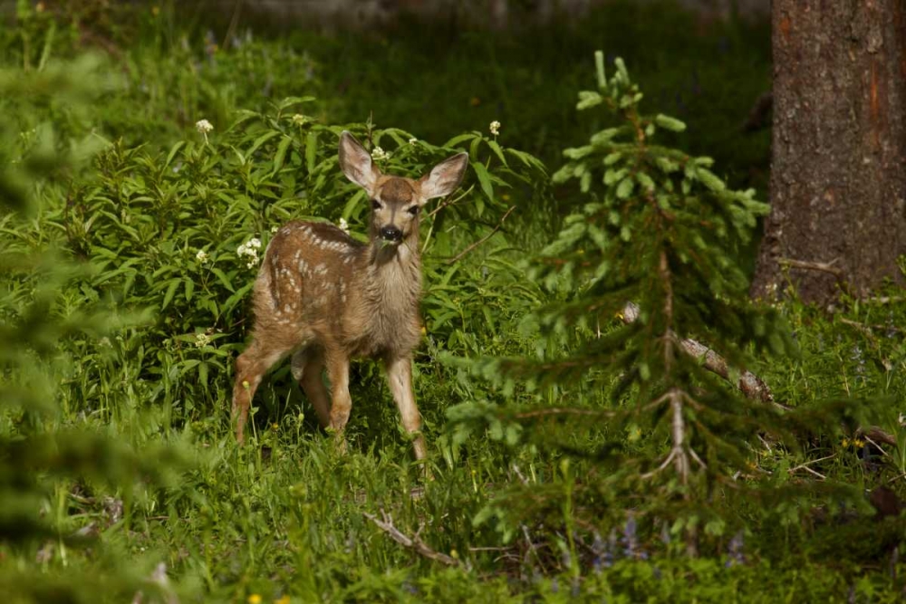 CO, White River NF Mule deer fawn in forest art print by Don Grall for $57.95 CAD