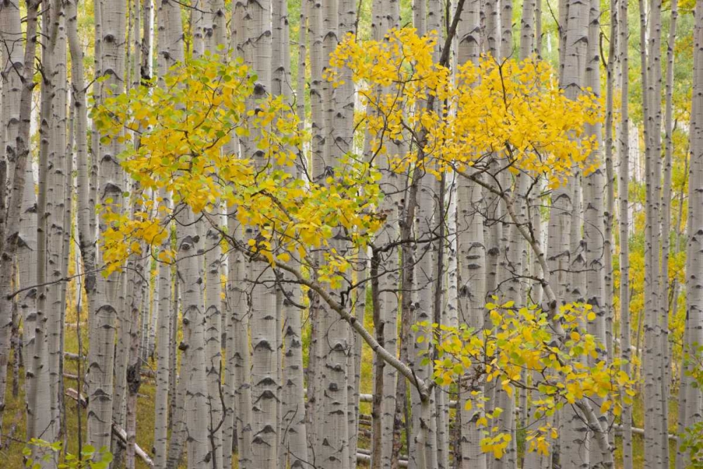 CO, White River NF A stand of aspens in autumn art print by Don Grall for $57.95 CAD