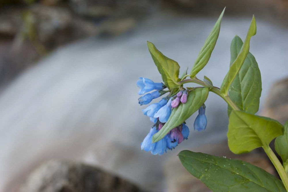CO Mountain bluebells beside a rushing creek art print by Don Grall for $57.95 CAD