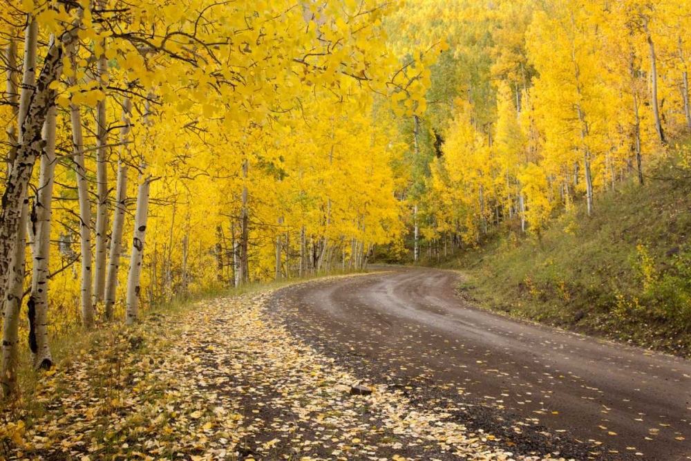 CO, Uncompahgre NF Autumn-colored aspen trees art print by Don Grall for $57.95 CAD