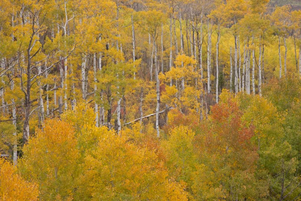 CO, White River NF Aspen grove in autumn foliage art print by Don Grall for $57.95 CAD