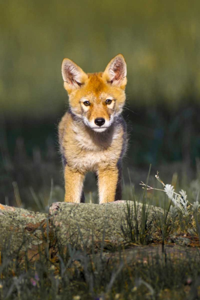 Colorado, Rocky Mountain NP Curious young coyote art print by Fred Lord for $57.95 CAD