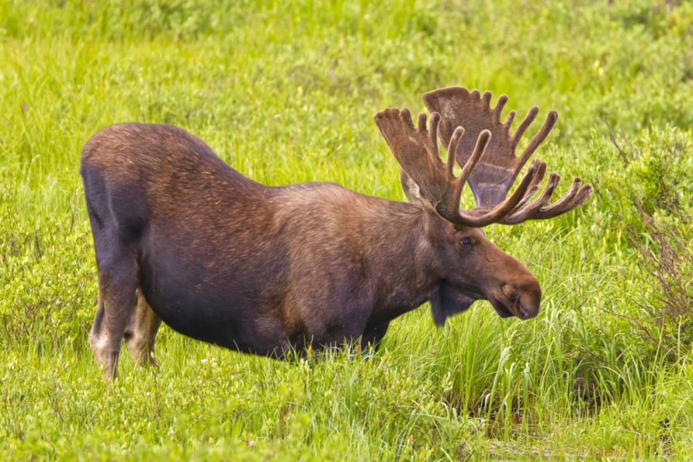 CO, Cameron Pass Bull moose with velvet antlers art print by Fred Lord for $57.95 CAD