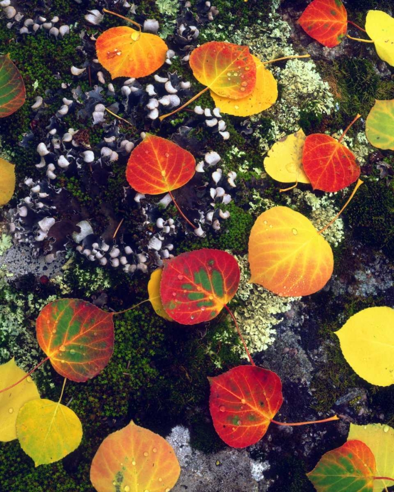 CO, Aspen leaves on a lichen covered rock art print by Christopher Talbot Frank for $57.95 CAD