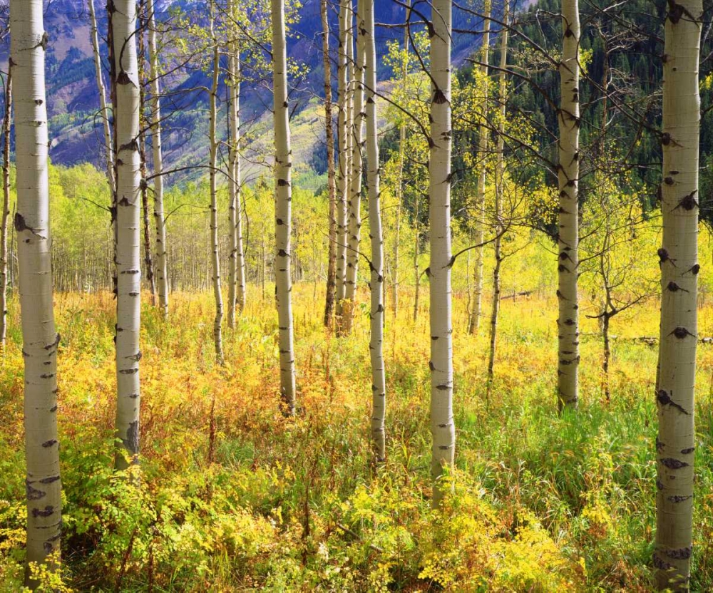CO, Rocky Mts, Aspens in Autumn in the Rockies art print by Christopher Talbot Frank for $57.95 CAD