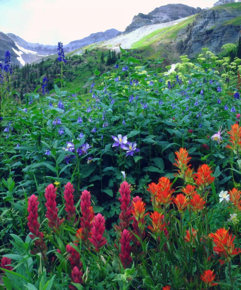 CO, flowers in Yankee Boy Basin in the Rocky Mts art print by Christopher Talbot Frank for $57.95 CAD