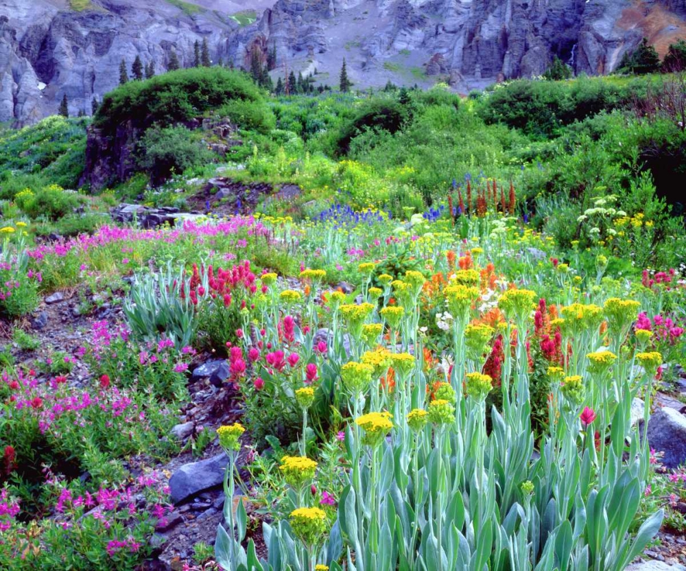 CO, flowers in Yankee Boy Basin in the Rocky Mts art print by Christopher Talbot Frank for $57.95 CAD