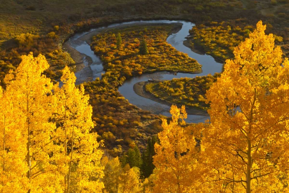 CO, Rocky Mts, Gunnison NF Autumn-colored aspens art print by Cathy and Gordon Illg for $57.95 CAD