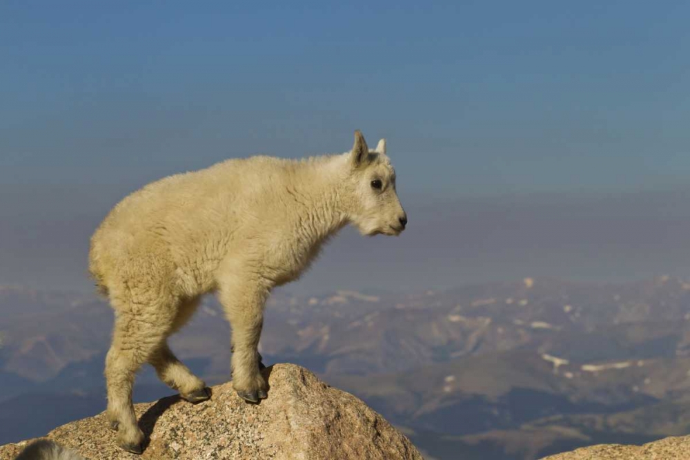 CO, Mount Evans Side view of mountain goat kid art print by Cathy and Gordon Illg for $57.95 CAD