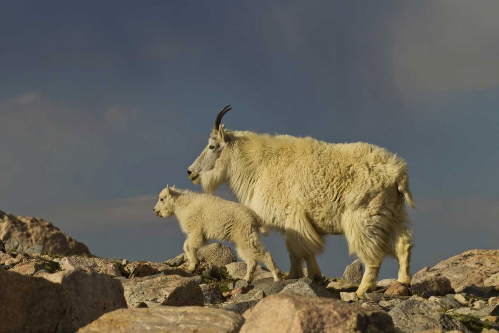 Colorado, Mount Evans Mountain goat and kid art print by Cathy and Gordon Illg for $57.95 CAD
