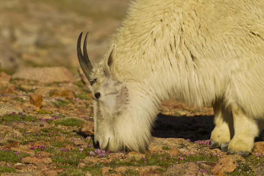 CO, Mount Evans Mountain goat feeding on flowers art print by Cathy and Gordon Illg for $57.95 CAD