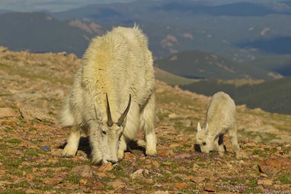 CO, Mount Evans Mountain goat and kid in meadow art print by Cathy and Gordon Illg for $57.95 CAD