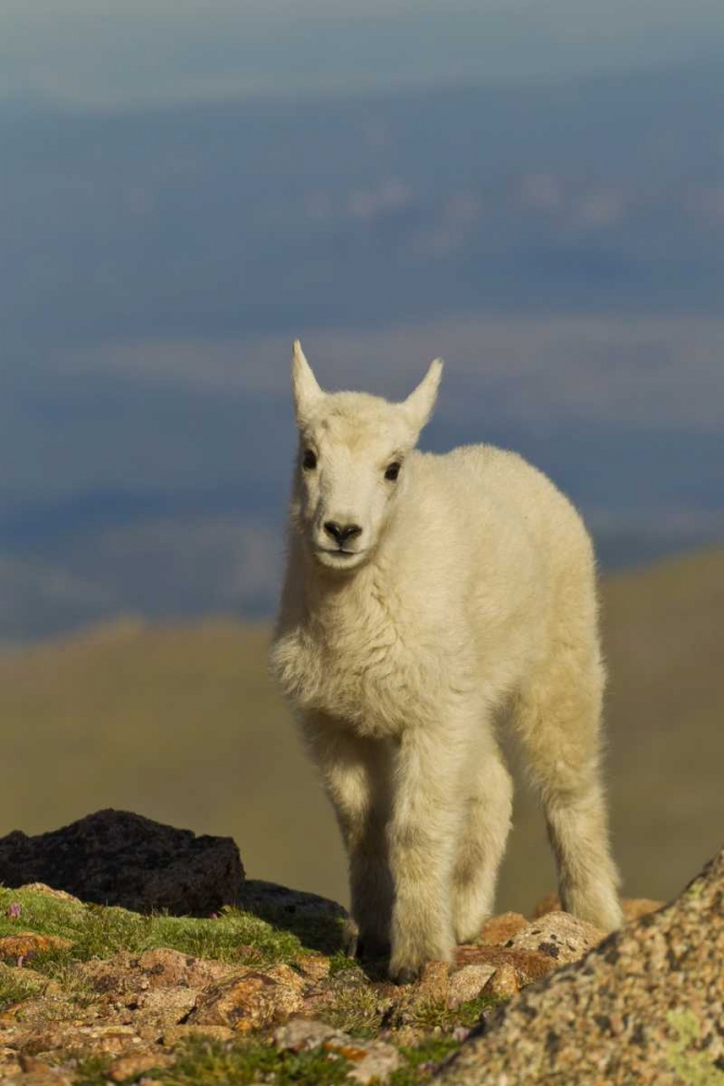 CO, Mount Evans Front view of mountain goat kid art print by Cathy and Gordon Illg for $57.95 CAD