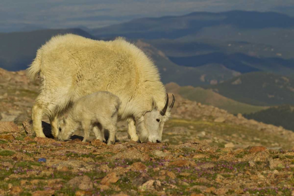 CO, Mount Evans Mountain goat and kid in meadow art print by Cathy and Gordon Illg for $57.95 CAD