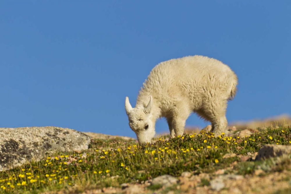 CO, Mt Evans Mountain goat feeding on flowers art print by Cathy and Gordon Illg for $57.95 CAD