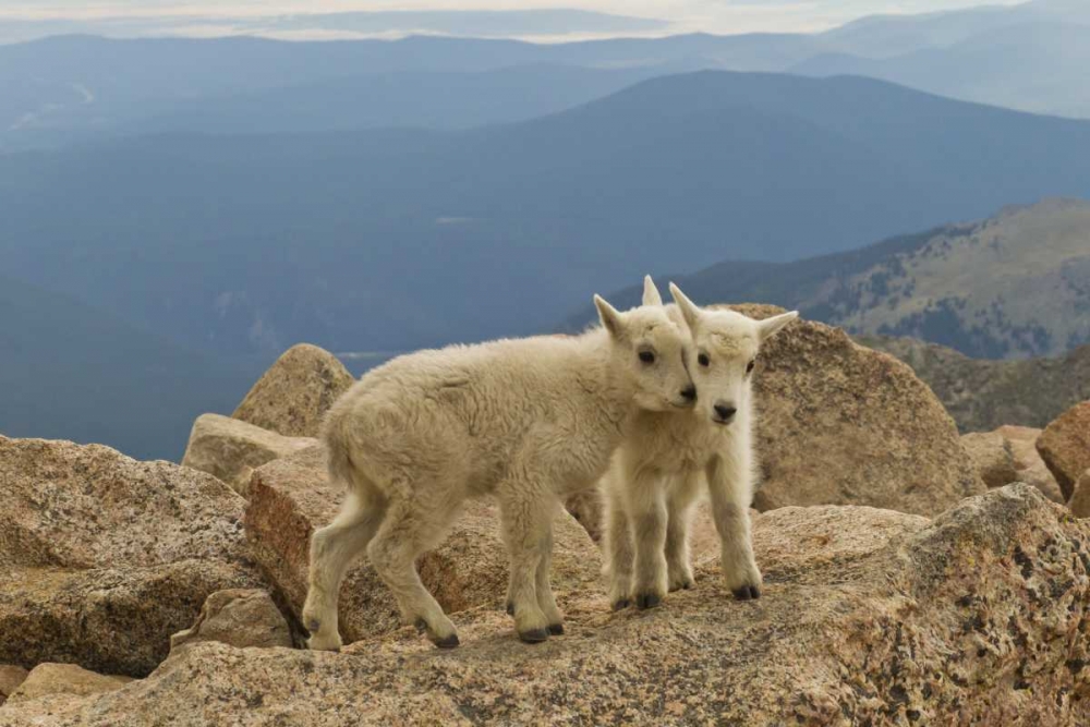 Colorado, Mount Evans Mountain goat kids on rock art print by Cathy and Gordon Illg for $57.95 CAD