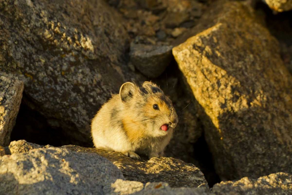 Colorado, Mt Evans Pika sticking its tongue out art print by Cathy and Gordon Illg for $57.95 CAD