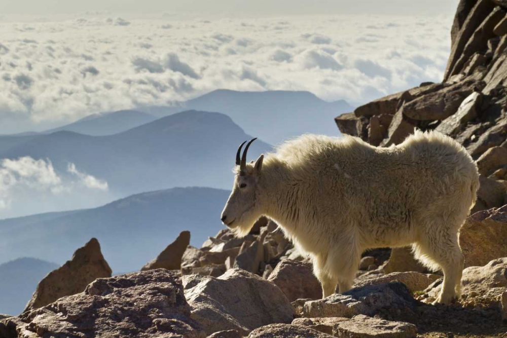 Colorado, Mount Evans Mountain goat and scenery art print by Cathy and Gordon Illg for $57.95 CAD