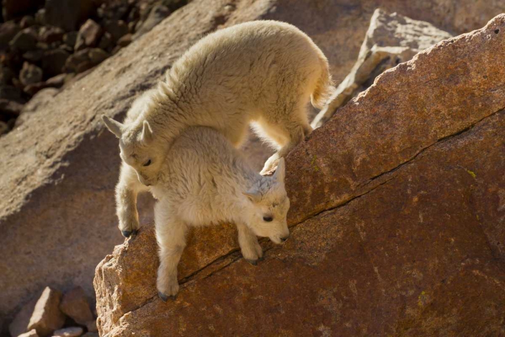 CO, Mount Evans Two mountain goat kids playing art print by Cathy and Gordon Illg for $57.95 CAD