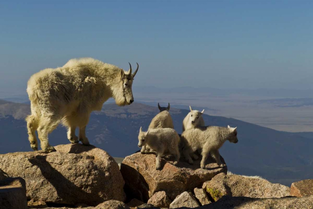CO, Mount Evans Mountain goat kids playing art print by Cathy and Gordon Illg for $57.95 CAD