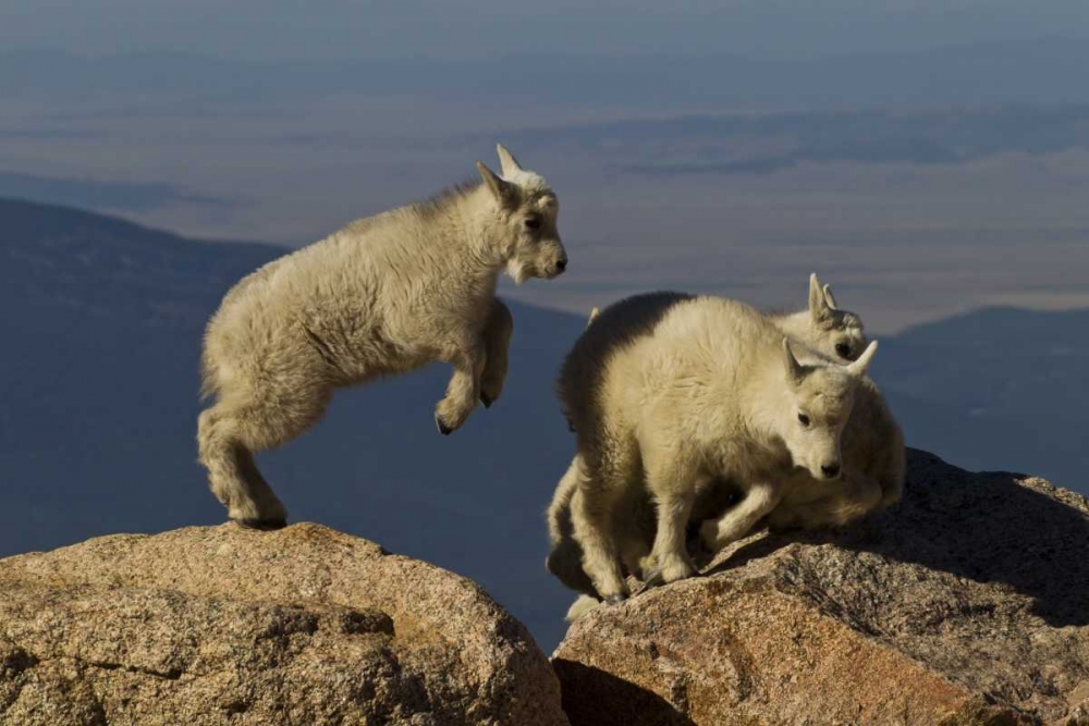 Colorado, Mount Evans Mountain goat kids playing art print by Cathy and Gordon Illg for $57.95 CAD
