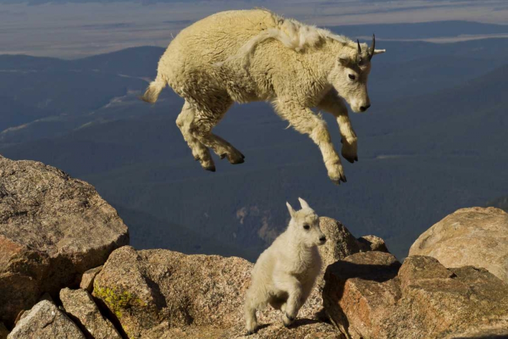 CO, Mount Evans Mountain goat jumping over kid art print by Cathy and Gordon Illg for $57.95 CAD