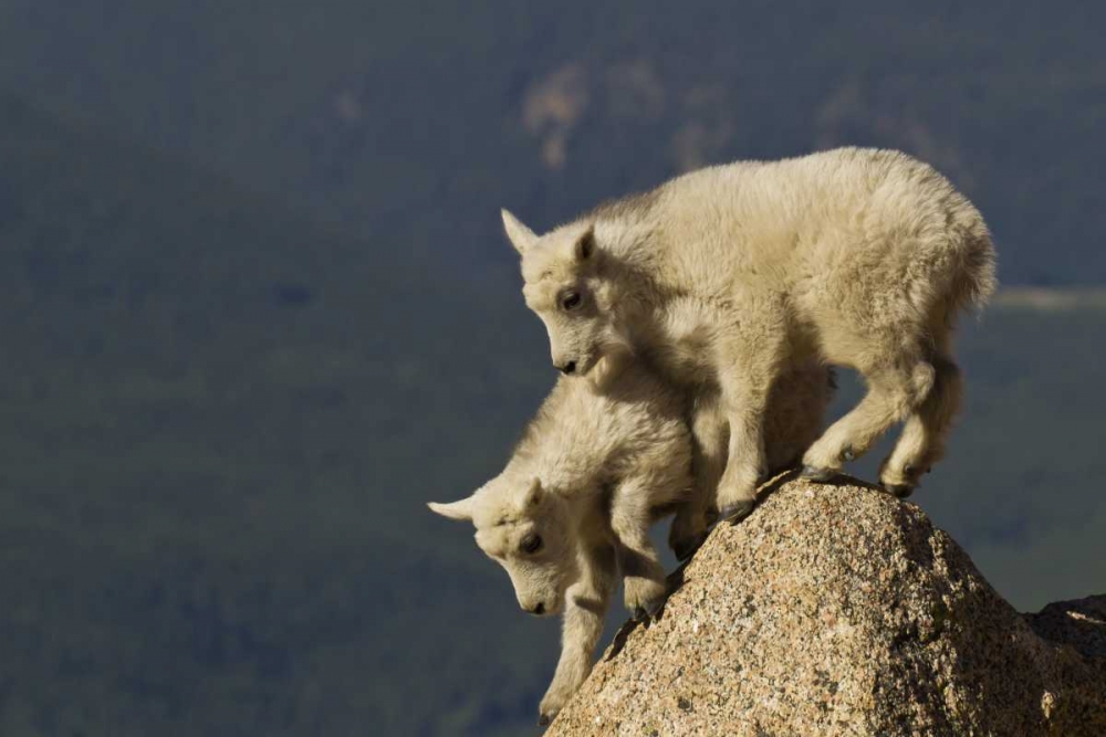 CO, Mount Evans Mountain goat kids climbing art print by Cathy and Gordon Illg for $57.95 CAD
