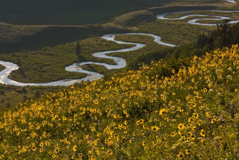 CO, Gunnison NF, Crested Butte Aspen sunflowers art print by Cathy and Gordon Illg for $57.95 CAD